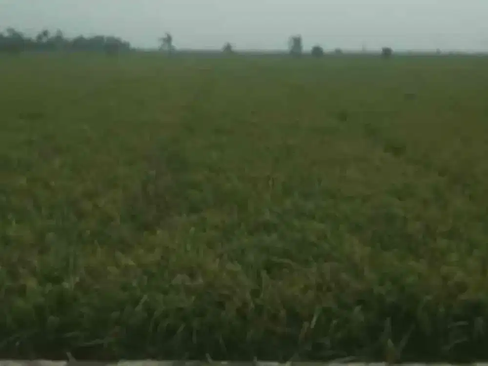 Dijual sawah produktif di Karawang Jawa Barat