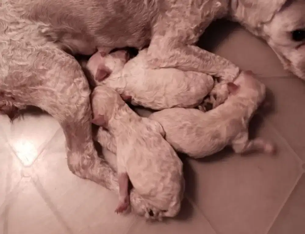 3 Female White Poodle