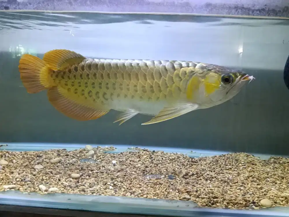 Ikan Arwana Golden Red