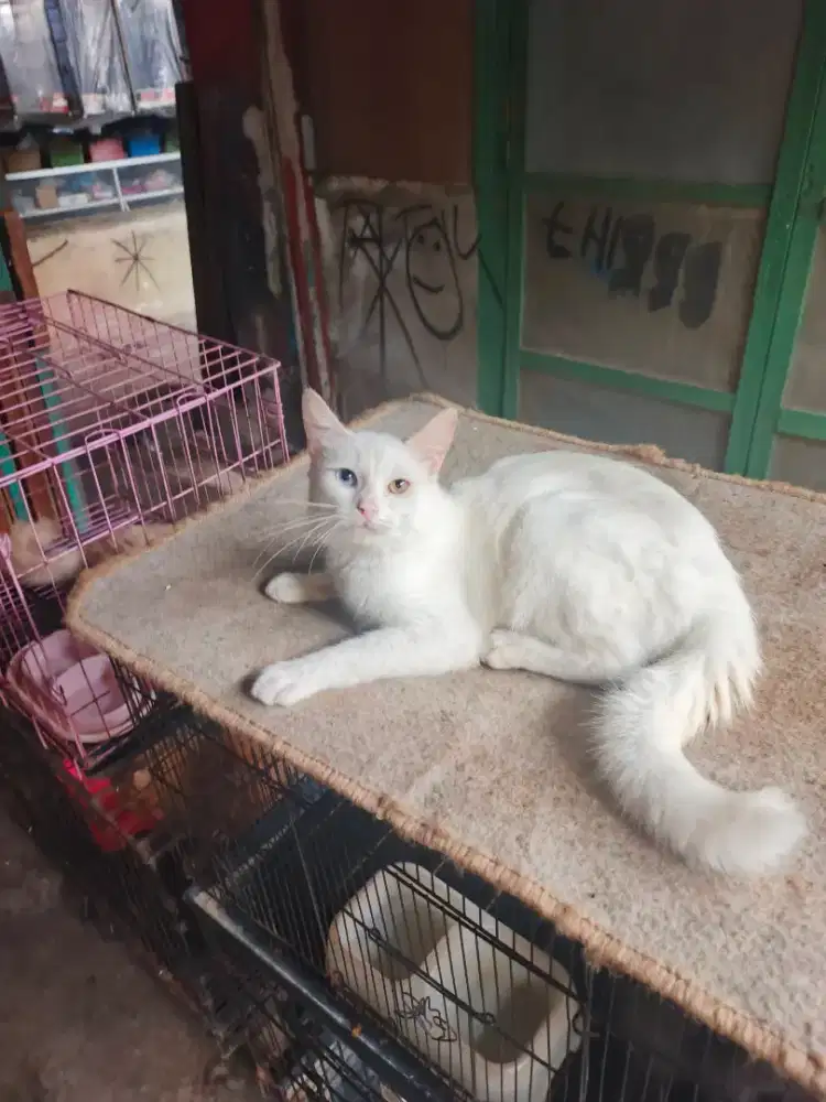 Kucing Odd eye jantan 7 bulan