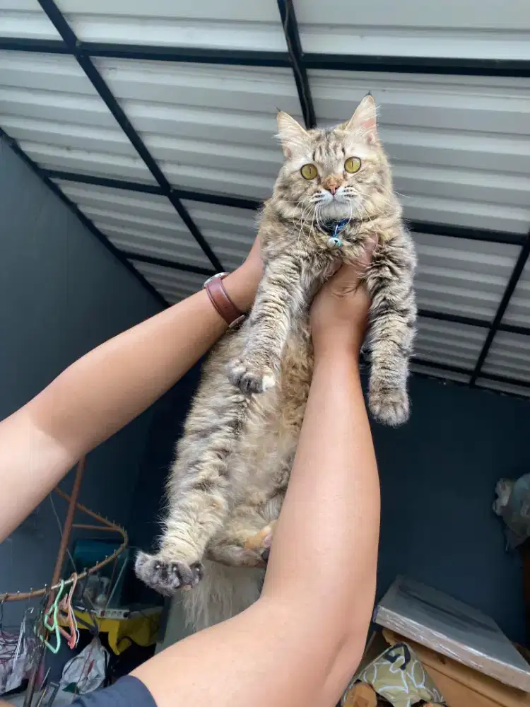 Persia medium umur 7bln