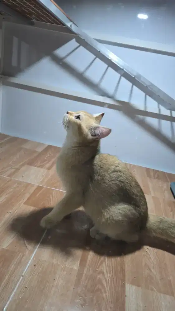 Kucing britirs sotheir golden