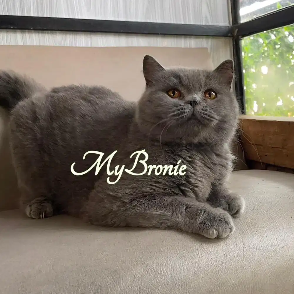 Kucing british shorthair indukan betina