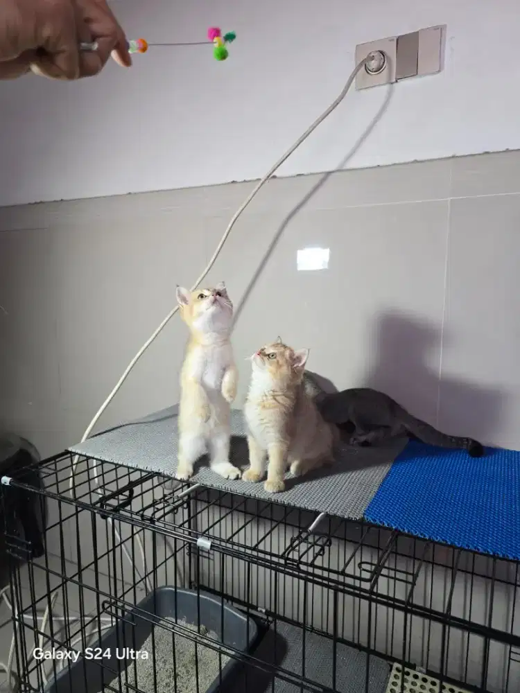 Kucing britirs sotheir golden umur 3bulan