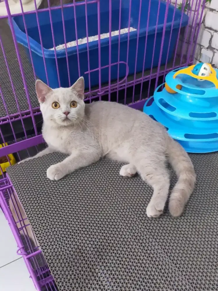 Kucing bsh British shorthair betina lilac