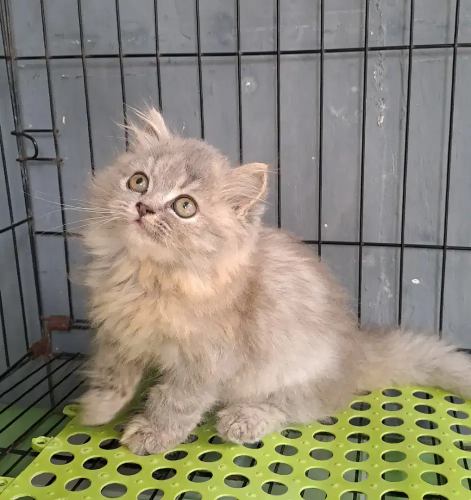 kucing anggora/ kitten persia betina/kucing persia betina