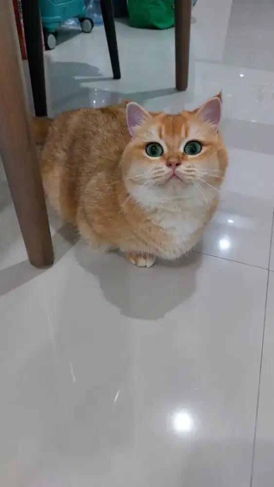 MUNCKHIN BSH GOLDEN NY12 BETINA