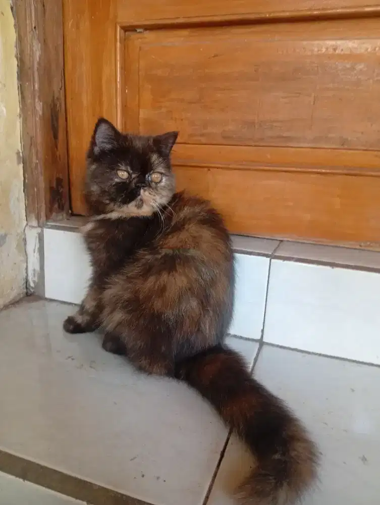 Kucing exotik short hair
