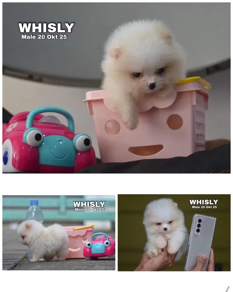 Super mini pom puppy stambum