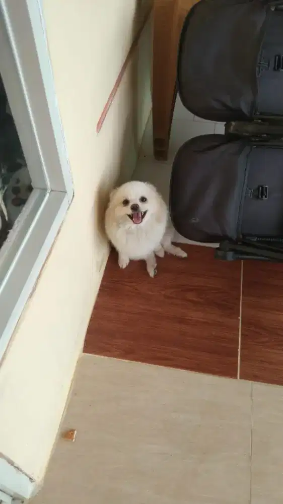 Jual anjing minipom harga bisa nego