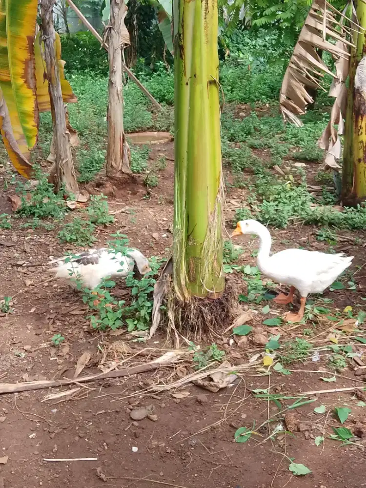 angsa / soang sepasang