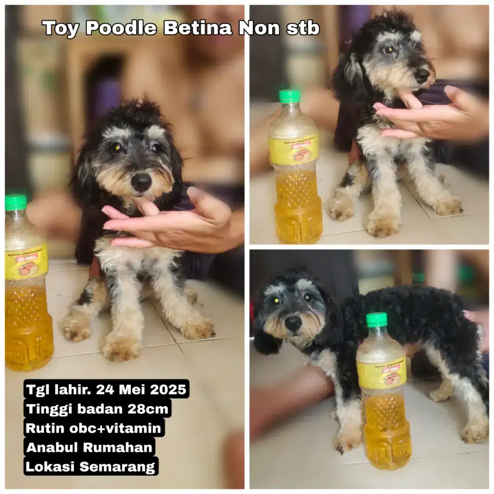 Toy Poodle Betina Non Stb