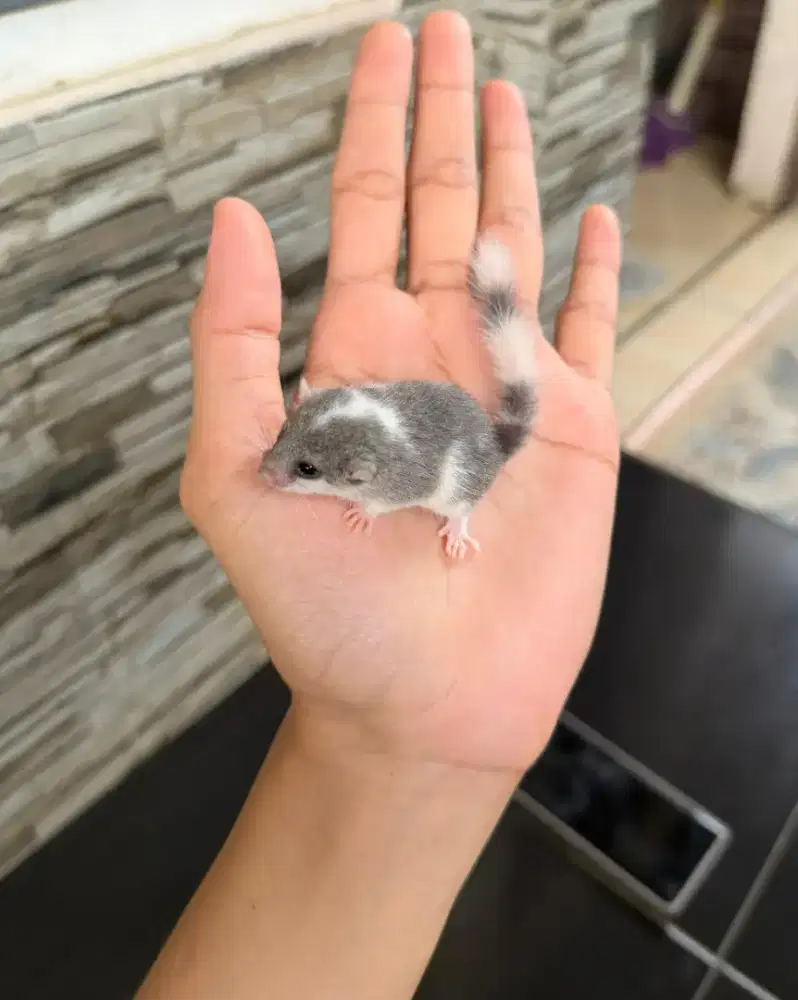 FS Anakan Dormice/Tupai mini