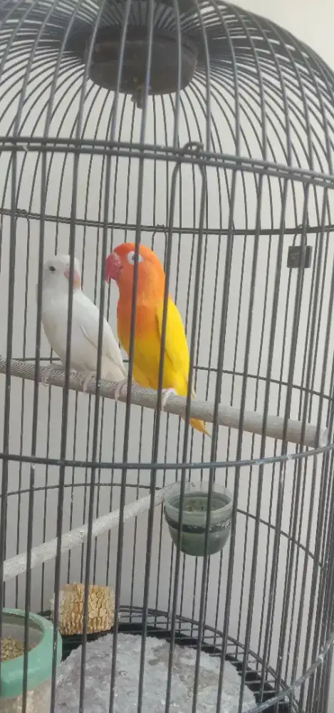 Jual burung Lovebird lutino mm prediksi jantan