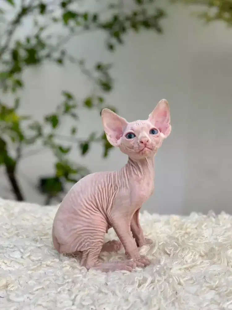 Kitten KUCING SPHINX