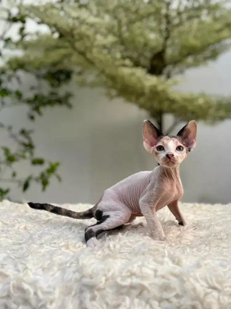 Kitten KUCING SPHINX