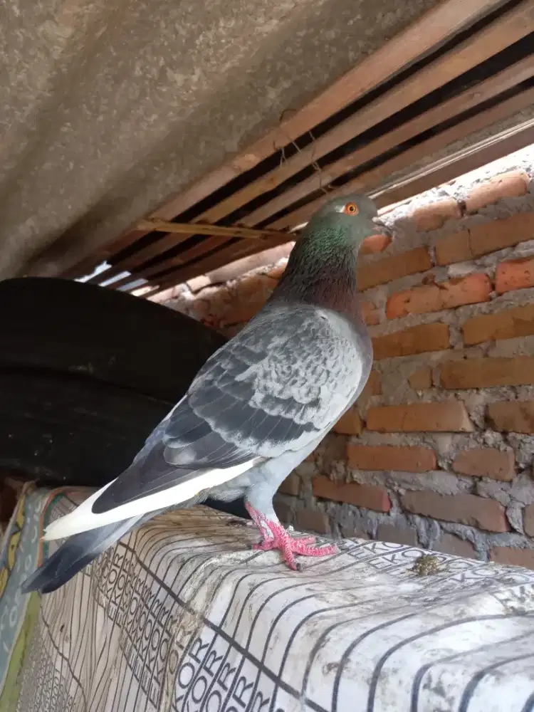 Merpati tinggian jantan