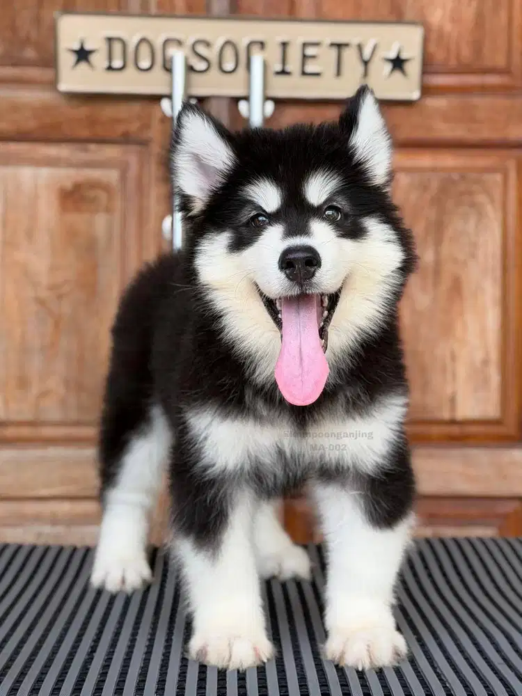 Alaskan Malamute, Puppy Gagah dan Super Fluffy!