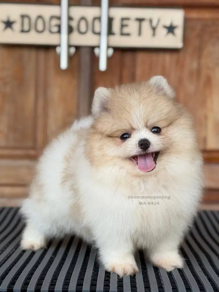 Pomeranian German Spitz Jantan, Puppy Super Fluffy!