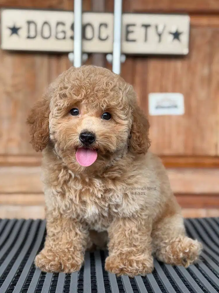Poodle Puppy, Imut dan Super Fluffy!