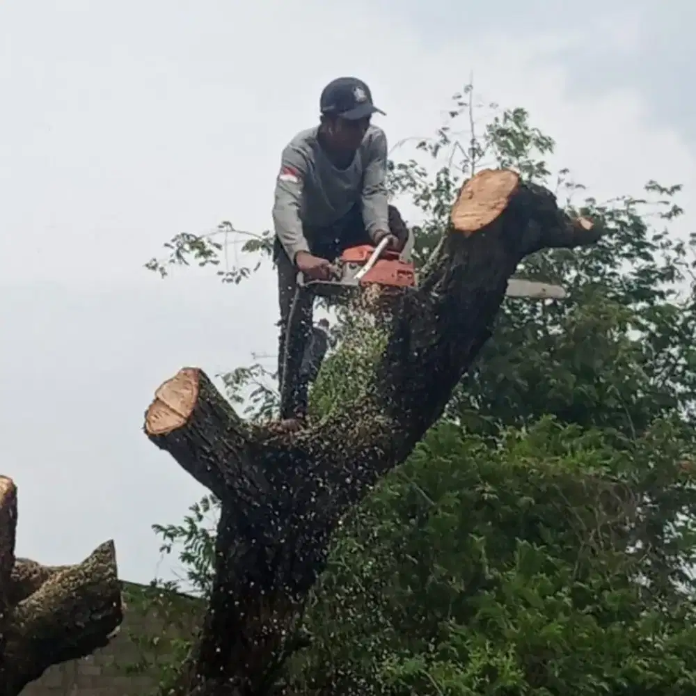 Tebang pohon RBS SERVICE AND CARE