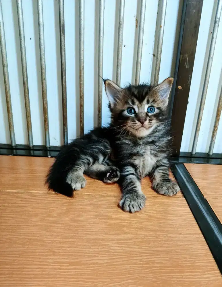 Kitten mainecoon betina pure no mix. Induk ped Cfa Maine Coon