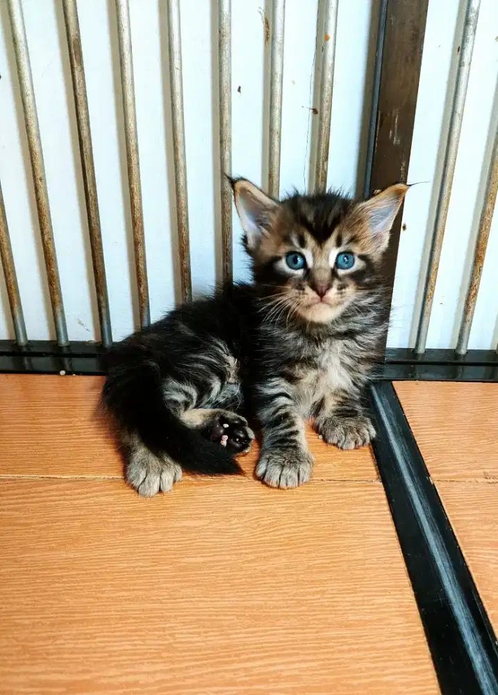 Kitten mainecoon betina pure no. Induk ped Cfa Maine Coon