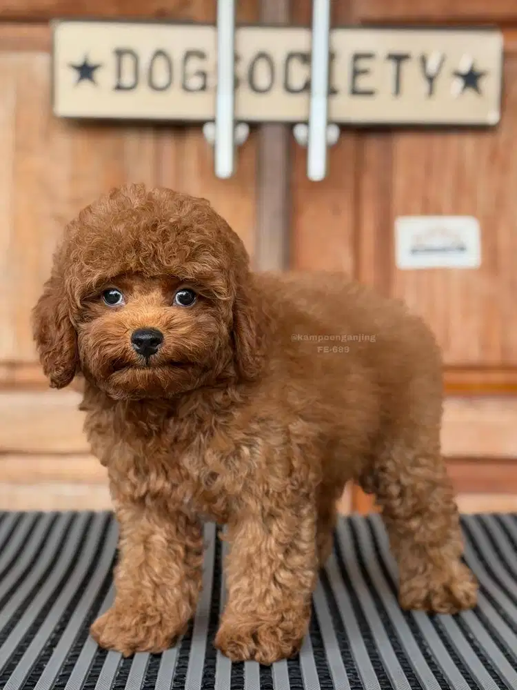 Poodle, Si Kecil Ceria dan Pintar!