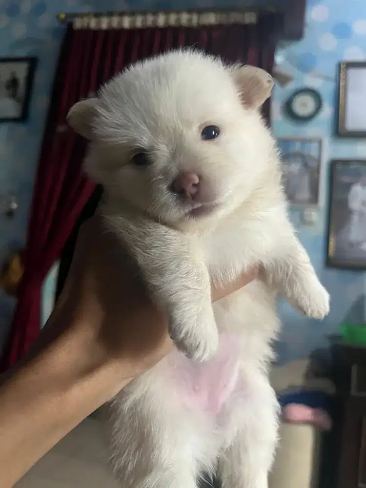 Dijual Puppies Minipom mix Chihuahua