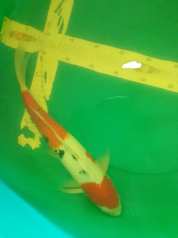 Ikan koi jenis Sanke 42cm jantan