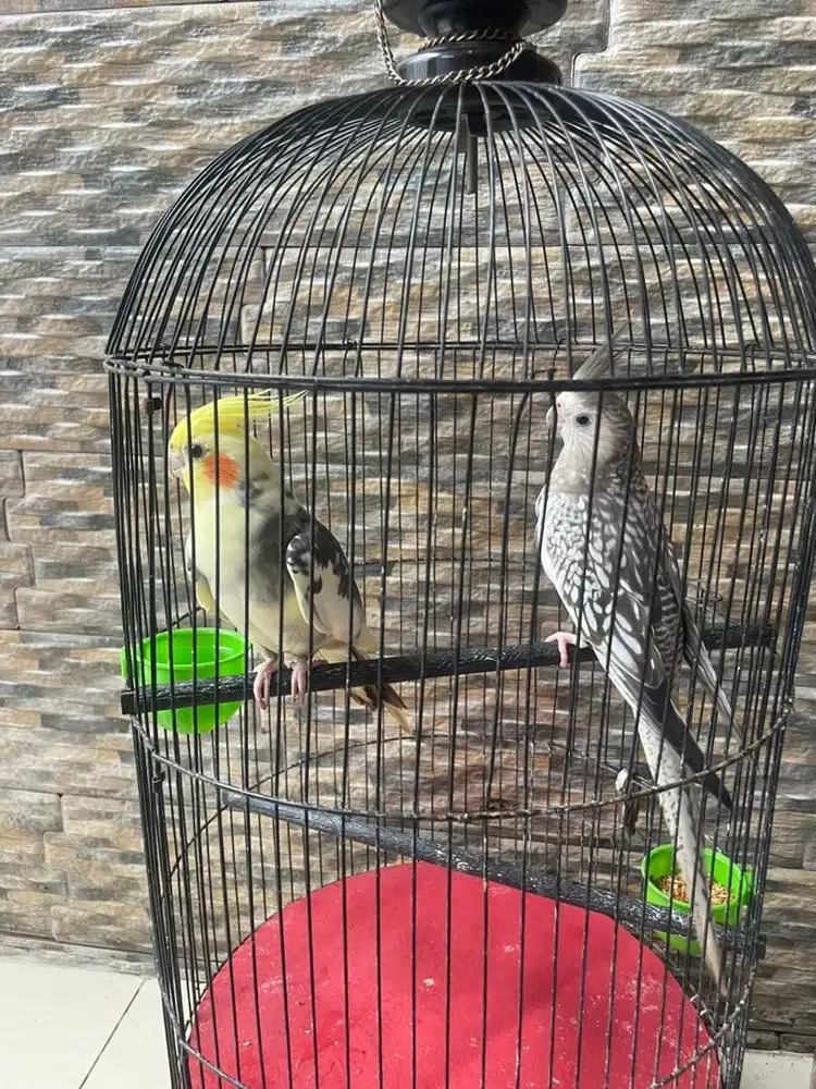 Falk Parkit Australia Sepasang