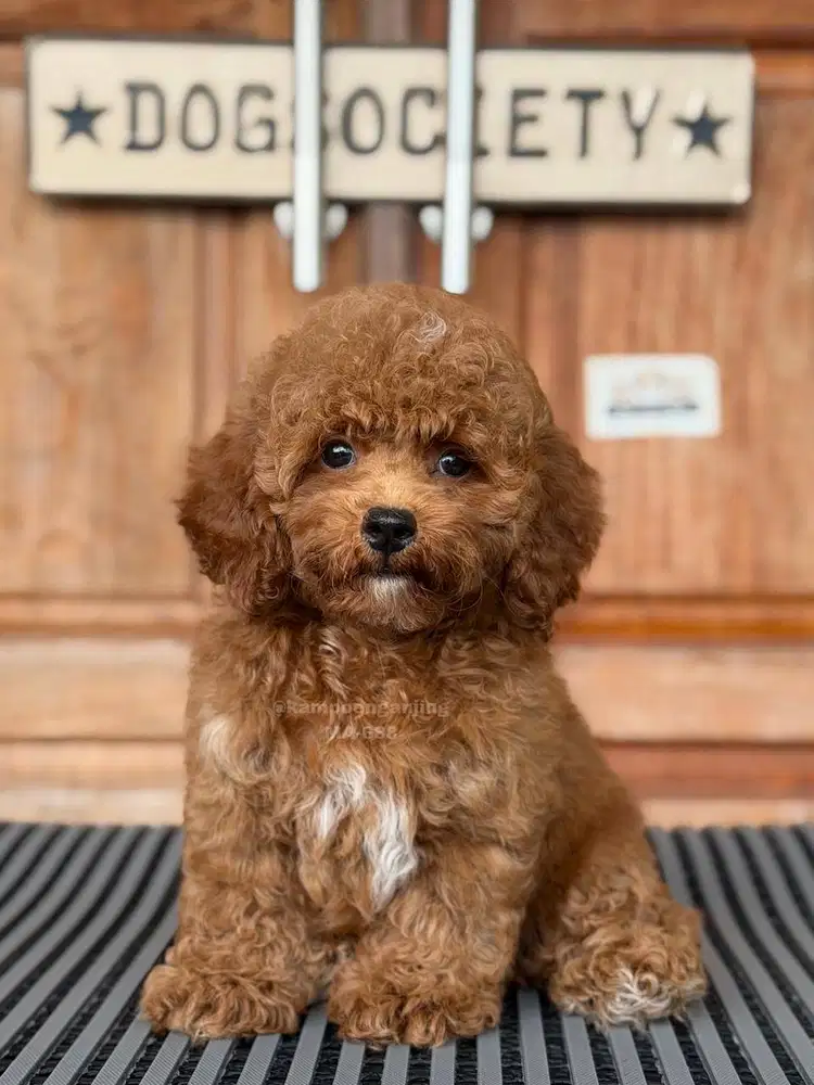 Mini Poodle, Si Manis yang Setia!