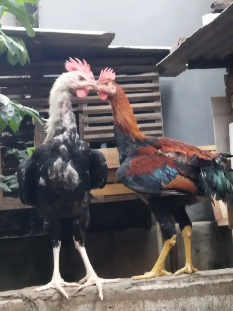 Ayam Pelung janggaran
