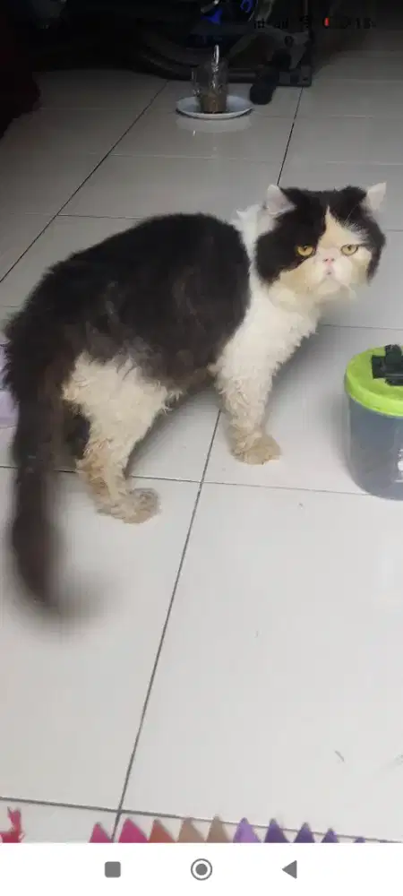 Kucing Peaknose persia pesek jantan dewasa lepas adopsi