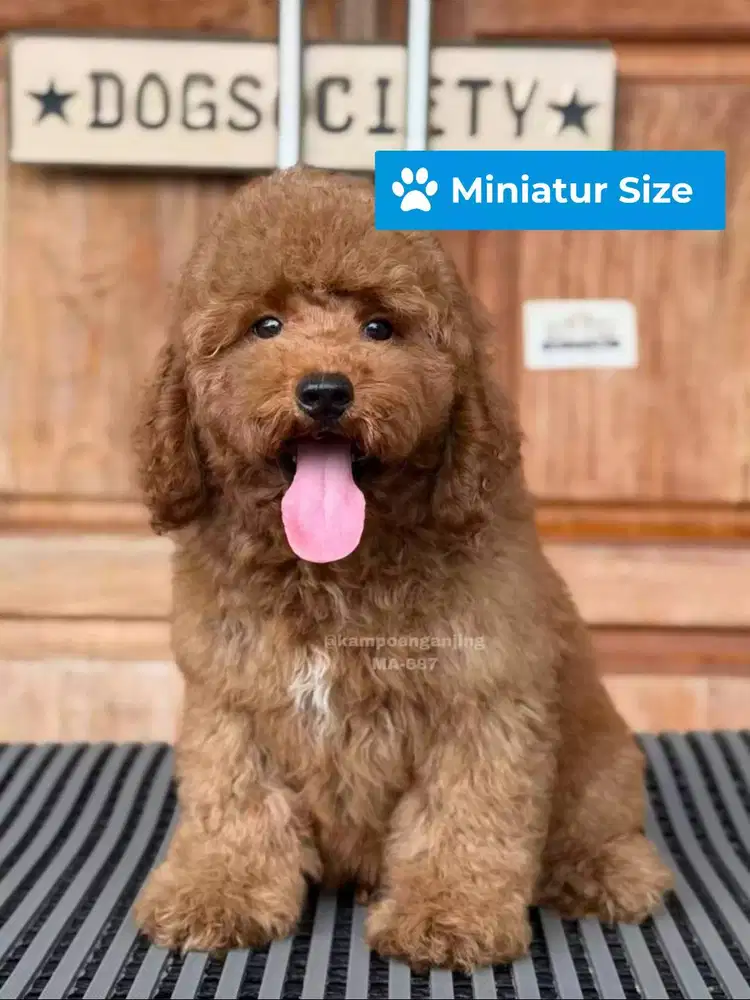 Puppy Poodle, Lucu, Lincah, dan Penurut!