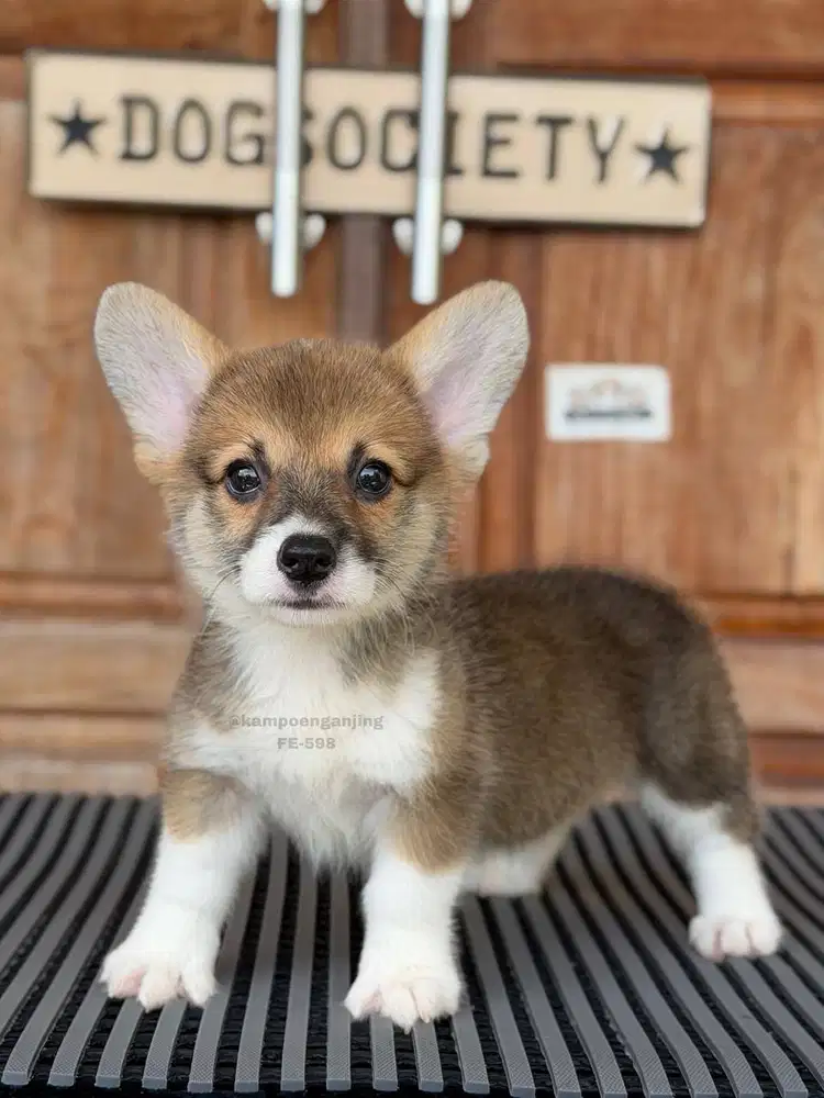 Pembroke Welsh Corgi, Puppy Imut dan Fluffy!