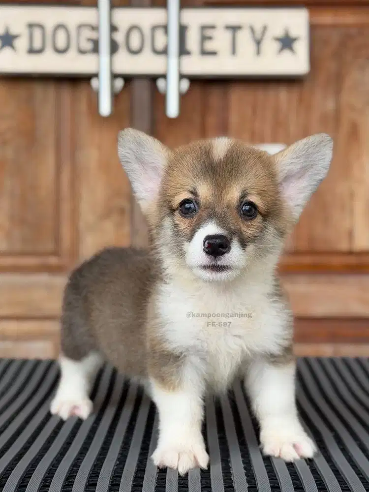 Corgi, Si Pendek Kaki yang Super Menggemaskan!