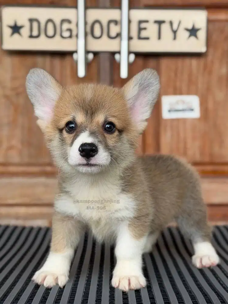 Puppy Corgi Ceria, Siap Bergabung dengan Keluarga Baru!