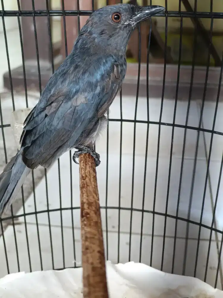 Burung masteran sri abu