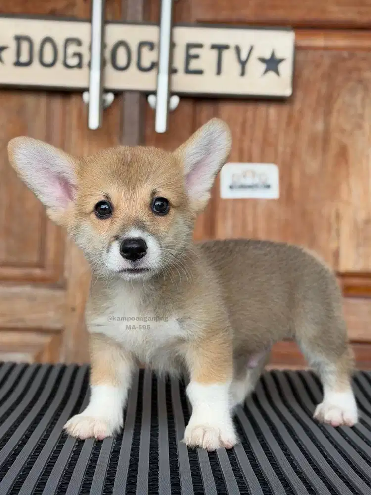 Pembroke Corgi, Anjing Manis dengan Energi Tinggi!