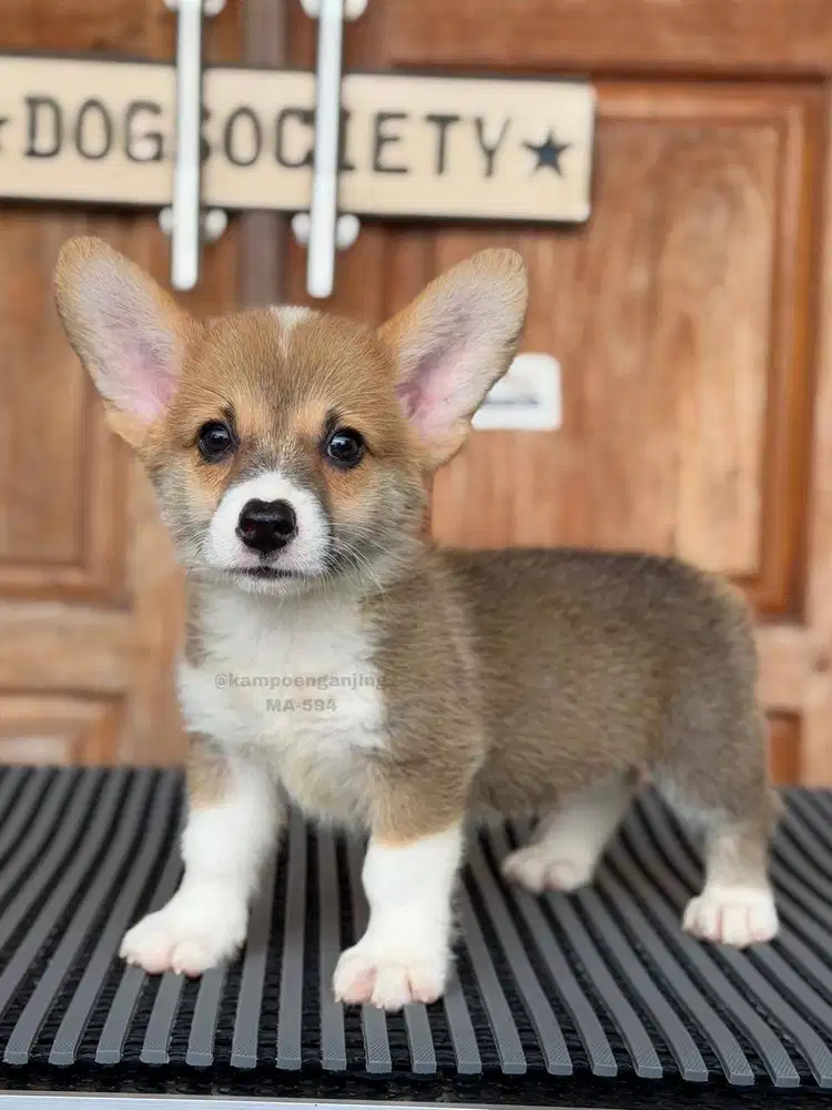 Corgi Puppy, Penuh Keceriaan dan Loyalitas!