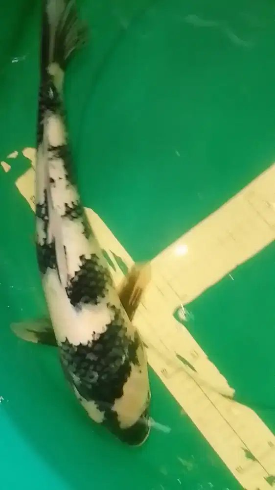Ikan koi jenis SHIRO 42cm HQ