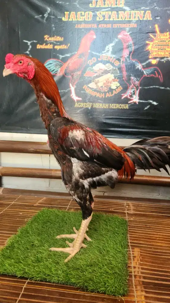 Ayam bangkok koytrad super mewah kondisi siapan