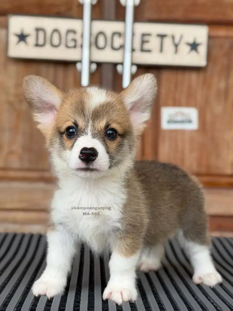 Corgi, Puppy Lincah yang Selalu Ceria!