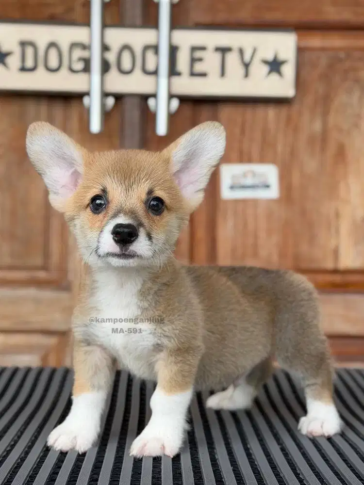 Pembroke Corgi, Si Fluffy Menggemaskan Menunggu Rumah Baru!
