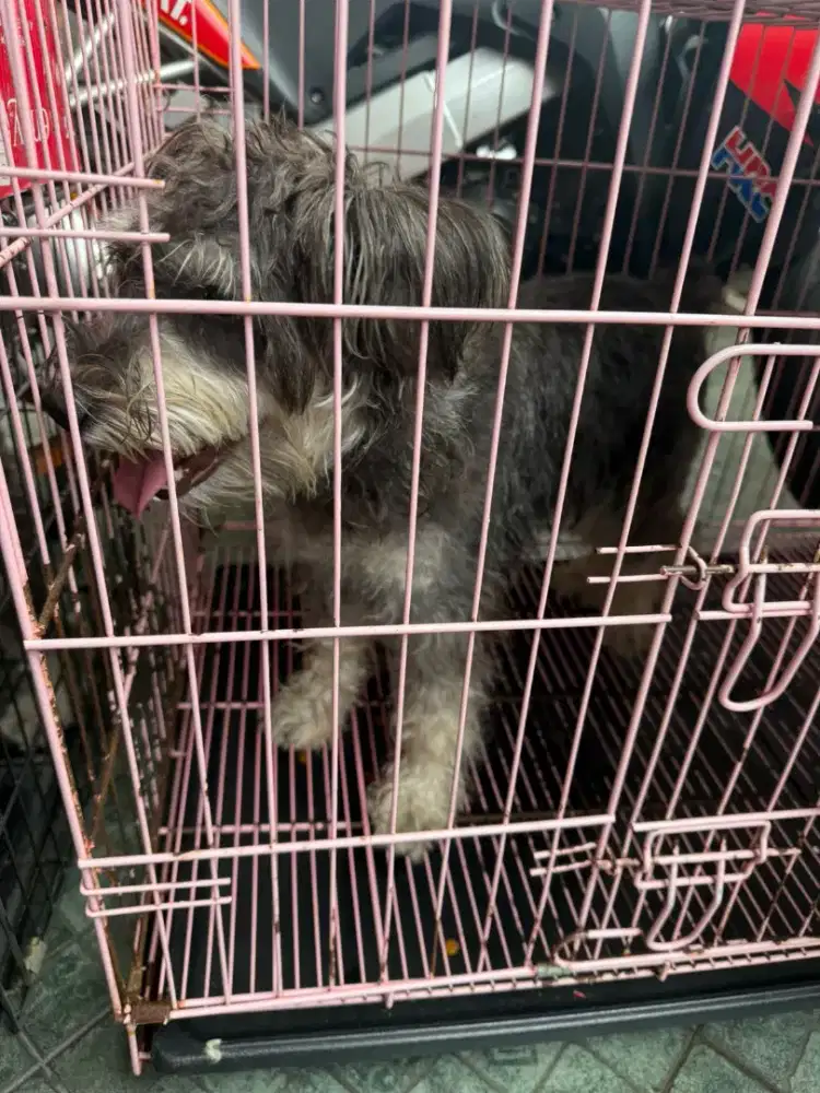 Jual cepat!! Anjing schauzer murah 1.5jt aj, cowo cewe.. take 2 disc