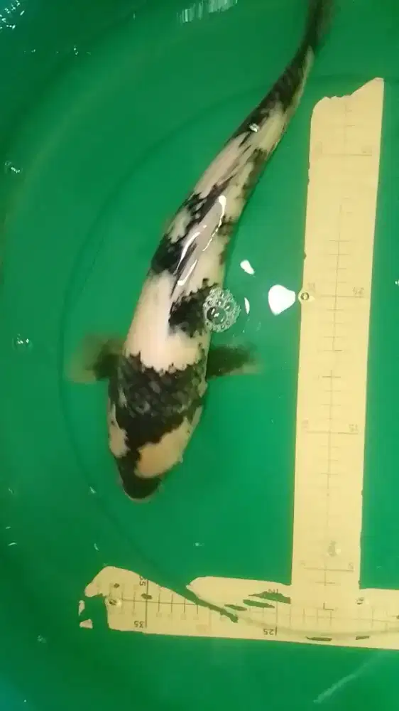 Ikan koi import jenis Shiro 42m