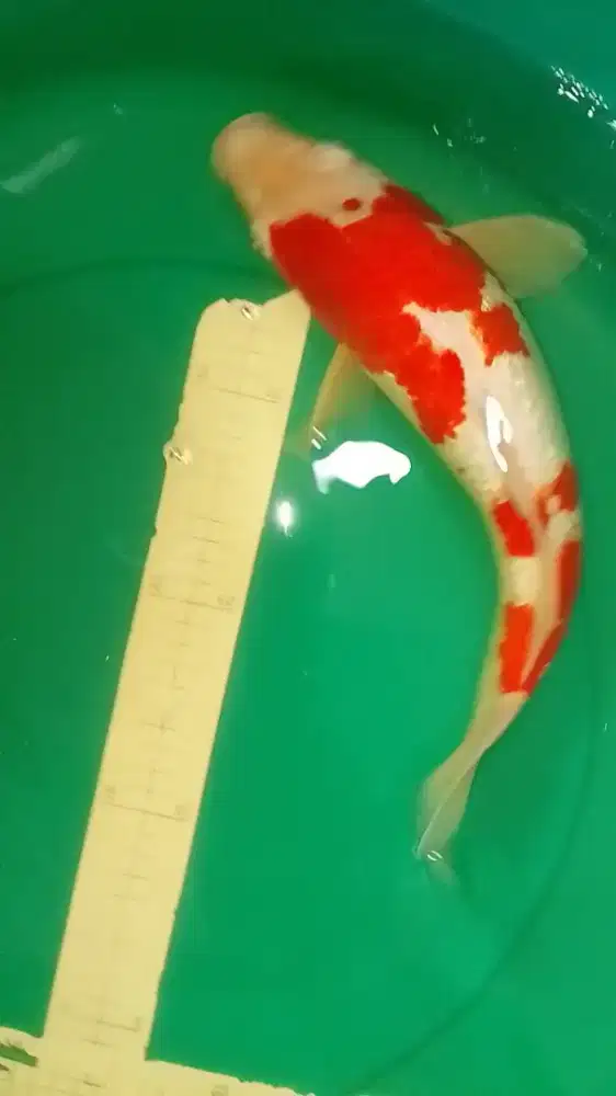 Ikan koi jenis Kohaku Ginrin HQ 42cm