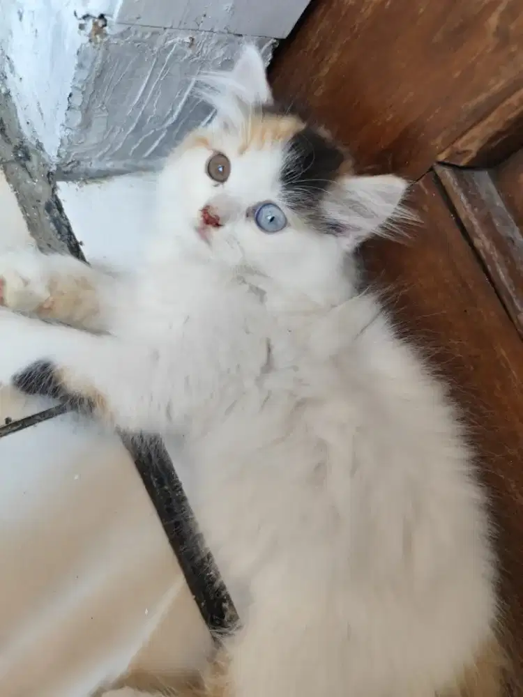 Open adopt kitten persia medium calico