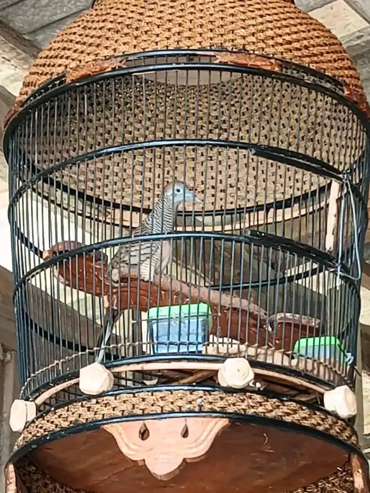 BURUNG PERKUTUT BANGKOK GACOR MANGGUNG